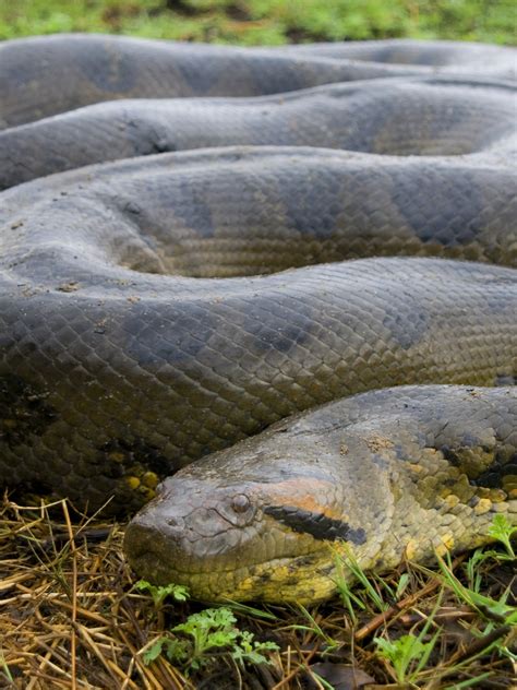 33-foot-long anaconda discovered in brazil|33 foot anaconda found in brazil.